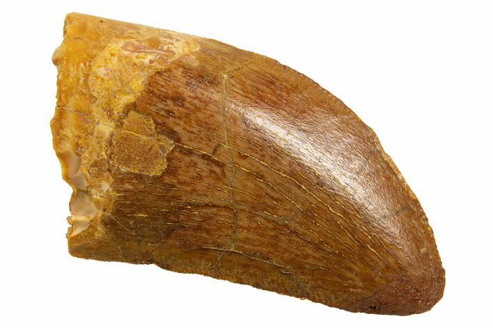 Serrated, Juvenile Carcharodontosaurus Tooth - Morocco #329862